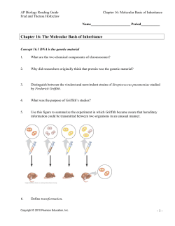Chapter 16: The Molecular Basis of Inheritance
