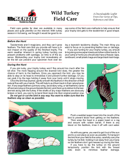 Wild Turkey Field Care