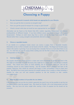 Choosing a Puppy - Oakham Veterinary Hospital