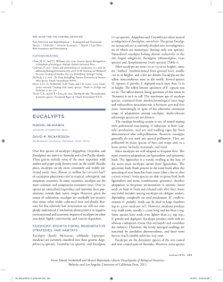 eucalypts - Stellenbosch University