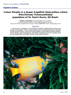 Colour Morphs in a Queen Angelfish Holacanthus ciliaris