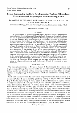 Events Surrounding the Early Development of Euglena Chloroplasts