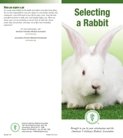 Selecting a Rabbit - AVMA Store - American Veterinary Medical