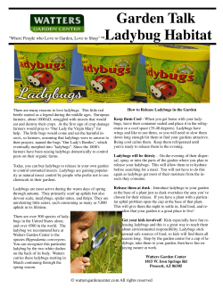 Ladybug Habitats - Watters Garden Center