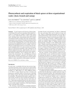 Photosynthesis and respiration of black spruce at three