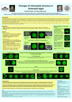Changes of chloroplast structure in lichenized algae