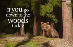 Bear-watching in Eastern Finland for WILD TRAVEL
