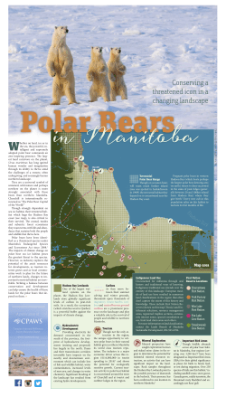 Polar Bears in Manitoba: Conserving a