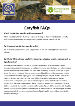 Crayfish FAQs