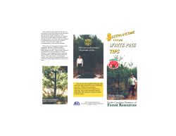 One tree could produce 20 pounds of tips. One tree could produce