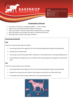 Roundworm - Bakenkop Animal Clinic