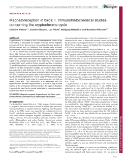 Magnetoreception in birds: I. Immunohistochemical studies