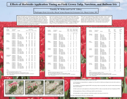 Effects of Herbicide Application Timing on Field Grown Tulip