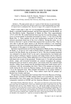 seventeen bird species new to peru from the pampas de heath