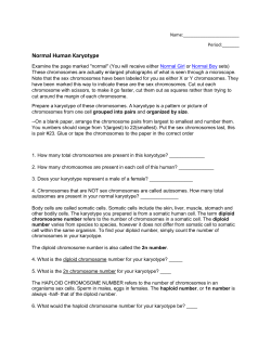 Normal Human Karyotype