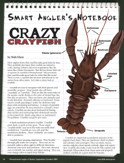 Crazy Crayfish - Pennsylvania Envirothon