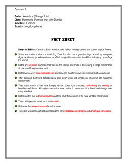 Pamphlet on Sloths in the Parque Natural Metropolitano, Panama