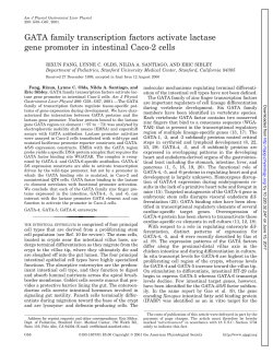 GATA family transcription factors activate lactase gene promoter in