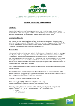 Diabetes Treatment in Cats