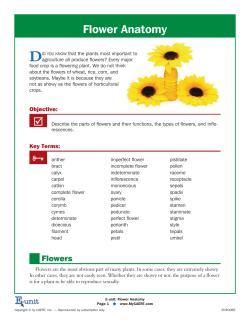Flower Anatomy