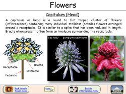InflorescenceCapitul..