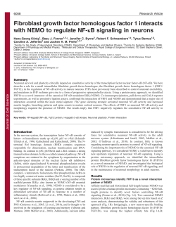 Fibroblast growth factor homologous factor 1 interacts with NEMO to
