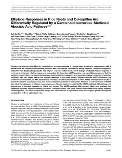 Ethylene Responses in Rice Roots and Coleoptiles