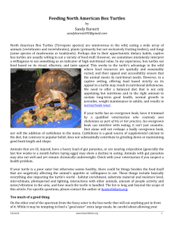 Feeding North American Box Turtles