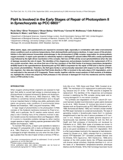 FtsH Is Involved in the Early Stages of Repair of