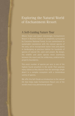 Exploring the Natural World of Enchantment Resort