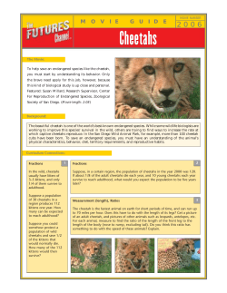Cheetahs - The Futures Channel