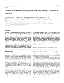 Chicken vasa homolog - Development