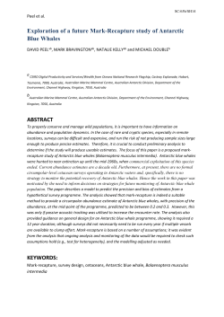 Exploration of a future mark-recapture study of Antarctic Blue Whales