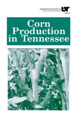 Corn Production in Tennessee - University of Tennessee Extension