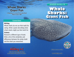 Harder Text &ndash; Whale Sharks