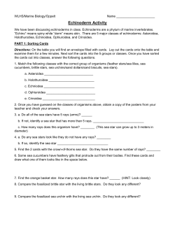 Echinoderm Activity
