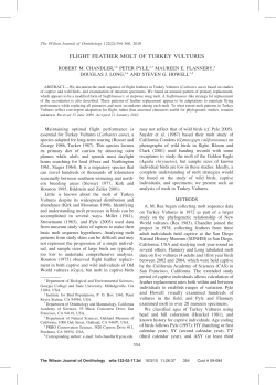 flight feather molt of turkey vultures