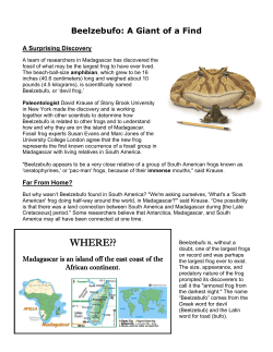Beelzebufo: A Giant of a Find