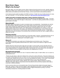 Blue-Green Algae What`s the Scoop?