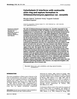 Cytochalasin D interferes with contractile actin ring