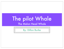 Pilot Whale