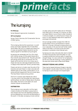 The kurrajong - National Register of Big Trees