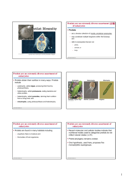 Protists are an extremely diverse assortment (品種) of eukaryotes