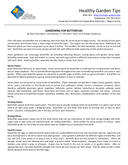 Gardening for Butterflies