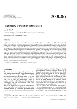 The phylogeny of amphibian metamorphosis