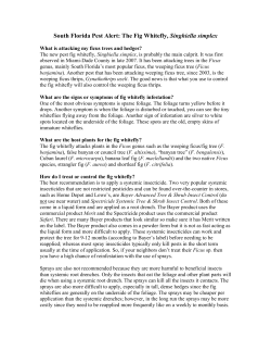 South Florida Pest Alert: The Fig Whitefly, Singhiella simplex