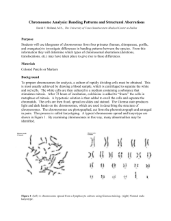 Chromosome Analysis
