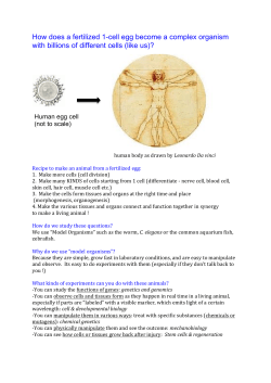 How does a fertilized 1-cell egg become a complex organism with