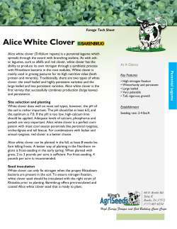 Alice White Clover Tech Sheet