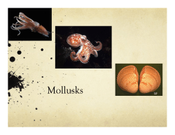 Mollusks - Trinity Christian School